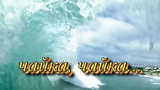 Чайка чайка