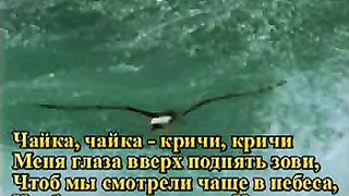 Чайка чайка