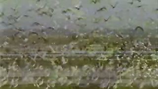 Чайка чайка