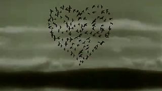 Дарина Кочанжи - Когда любовь приходит с неба (слайдшоу)