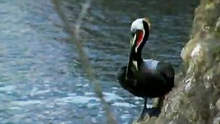 Велики и чудны дела Твои 2