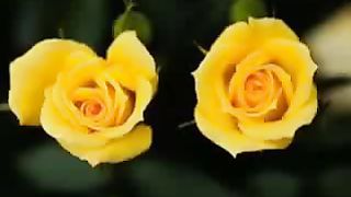 Будь со мной