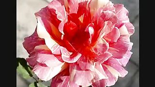 День для тебя настал встречи со Христом