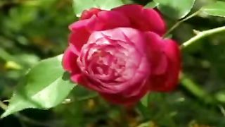 Господь любовь моя