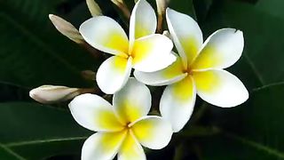 Добродетельная жена