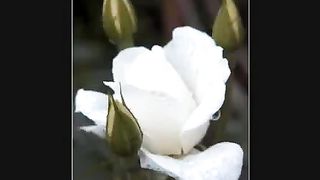 К Тебе Господь взываю я