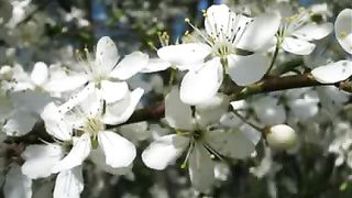 Итальянская полька - мама я Господа люблю