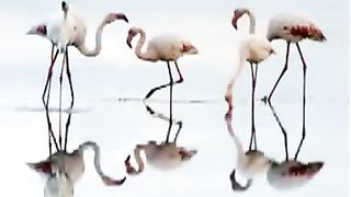 Билык Валерий - Кто собрал все море в ладонь