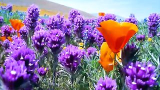 Ната - Вечный край