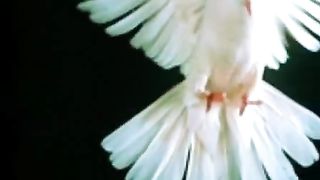 Ната - Вечный край