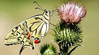 Не спеши грешить (Не спеши за злобу злом воздать)