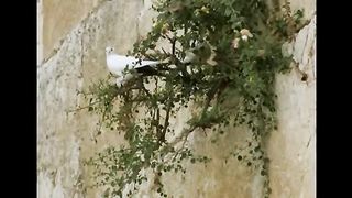 Не умолкающие о Господе