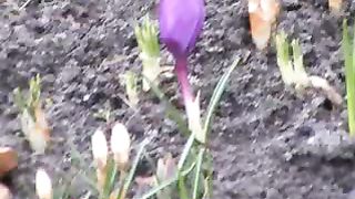 Руки Христа