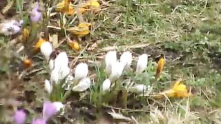 Руки Христа