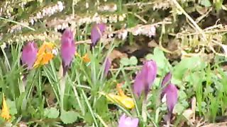 Руки Христа