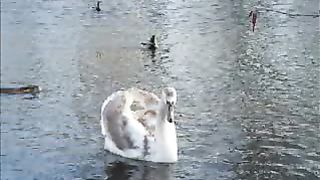 Руки Христа