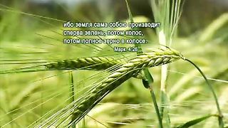 Сей своё семя