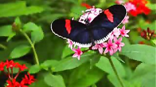 Сердце чистое не плачет