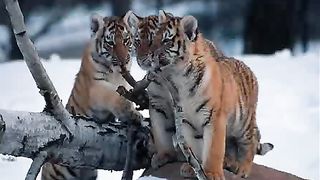 Ты ведь знаешь как я люблю