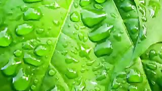 Ваня Чистяков - Я молитвой Бога коснусь