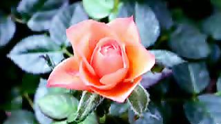 Светлана Копылова - Близнецы