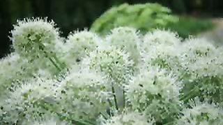 Светлана Копылова - Близнецы