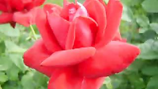 Светлана Копылова - Близнецы