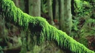 Эту песню в небе ангелы поют