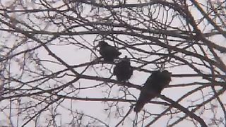 ОСП Воронеж - Ясновидящая