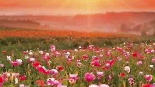 Душа болит от боли изнывая