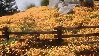 За все тебя благодарю