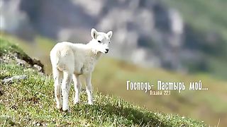 Предвосхищение встречи