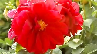 Моисей Назарчук - Все что вижу