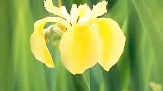 Струн души рука Христа касается