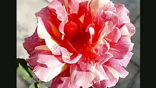 Бог мой Спаситель