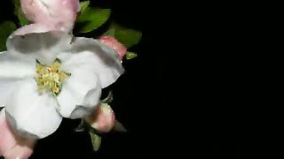 День рождения