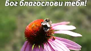 Как я друга встретил