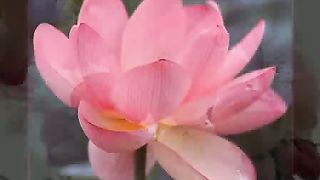 Смиренье цветка