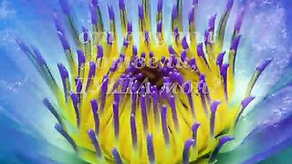 Смиренье цветка