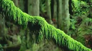 Эту песню Неба ангелы поют