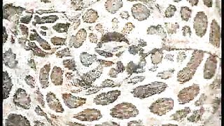 Сотворение мира в 21 веке - 18 Гремучии змеи в Раю