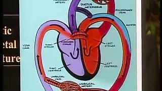 Сотворение мира в 21 веке - 29 Работа сердечно-сосудестой системы