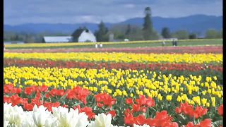 Туда История (Боже стою пред Тобой на коленях)