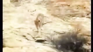 Лев по имени христианин