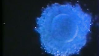 Дневник нерождённого ребёнка