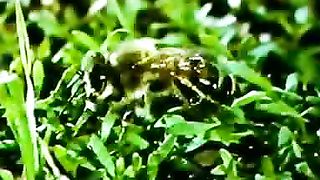 Институт Муди 3 - Город пчел