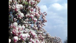 Черный нарцисс (1947)