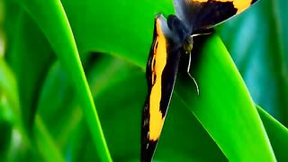 Как прекрасно