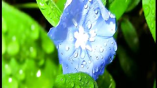 Как прекрасно