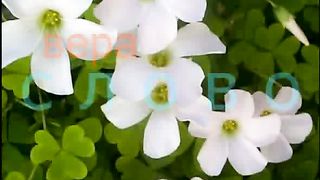 Бессарабов Николай - Духовный рост 6